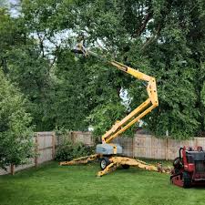 Best Palm Tree Trimming  in Jefferson, NC