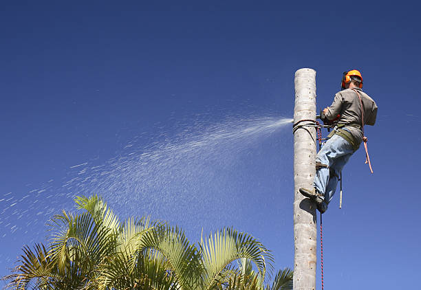 How Our Tree Care Process Works  in  Jefferson, NC