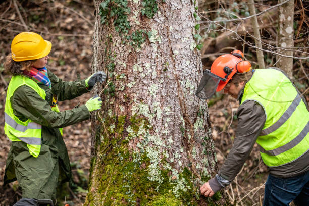 Best Seasonal Cleanup (Spring/Fall)  in Jefferson, NC