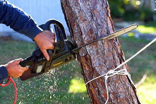 Reliable Jefferson, NC Tree Care Solutions