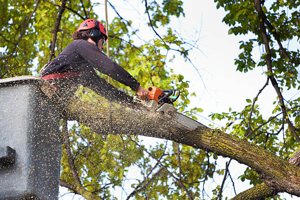 Best Tree Removal  in Jefferson, NC