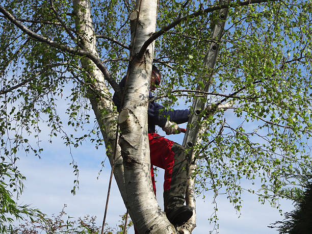 Jefferson, NC Tree Care Company