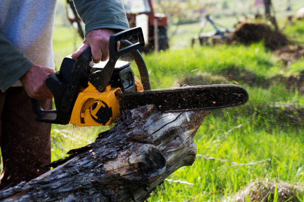 How Our Tree Care Process Works  in  Jefferson, NC