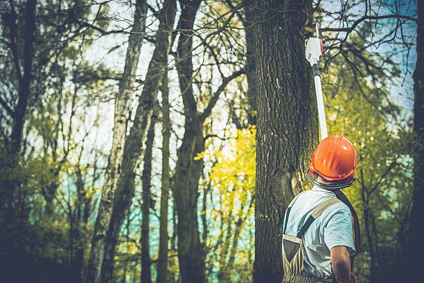 Best Storm Damage Tree Cleanup  in Jefferson, NC