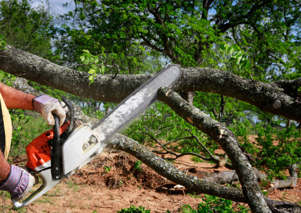 Best Lot and Land Clearing  in Jefferson, NC