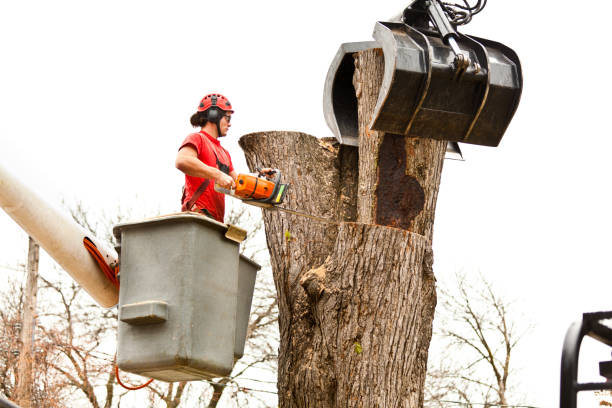 Best Seasonal Cleanup (Spring/Fall)  in Jefferson, NC